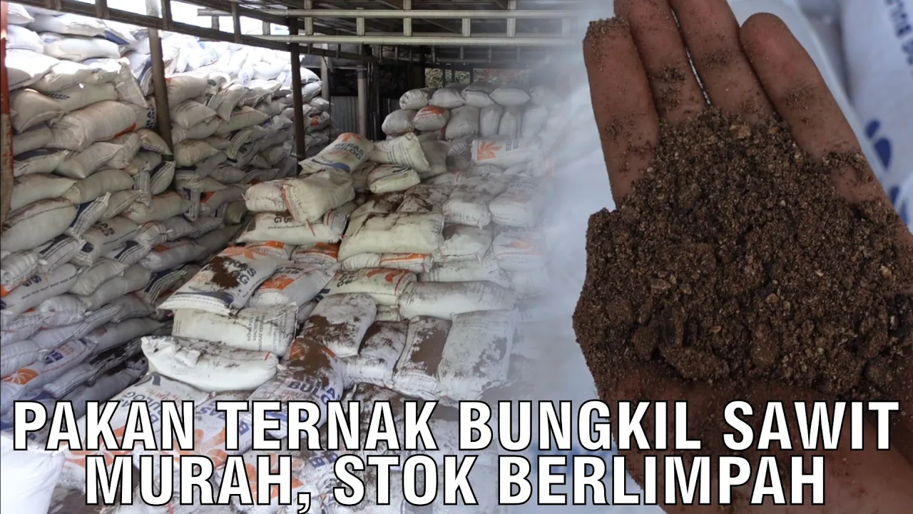 
                                 Pakan-Ternak-Bungkil-Sawit-Murah-Stok-Berlimpah